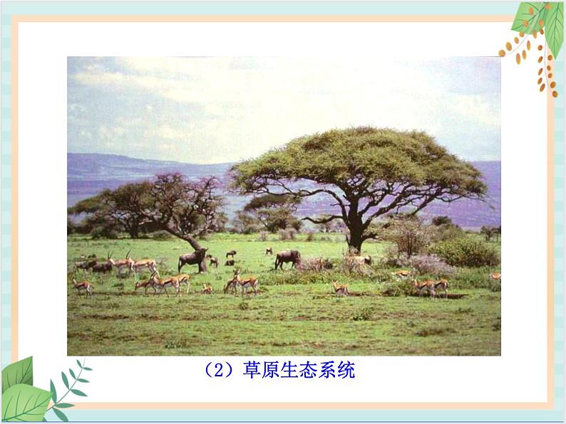 苏教版生物八年级上册20.1 生物圈中的各种生态系统 课件07