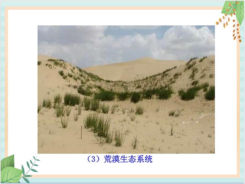 苏教版生物八年级上册20.1 生物圈中的各种生态系统 课件08