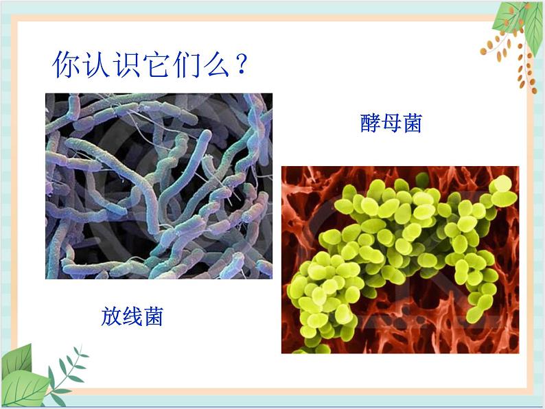 北京版七年级生物上册第一章 第二节 认识我们身边的其他生物 课件+教案+素材01