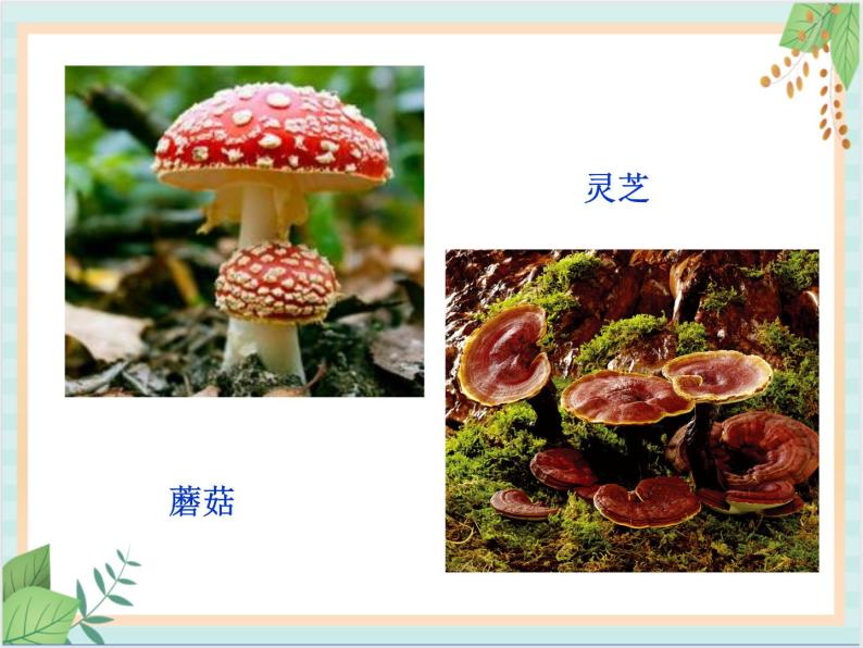 北京版七年级生物上册第一章 第二节 认识我们身边的其他生物 课件+教案+素材02