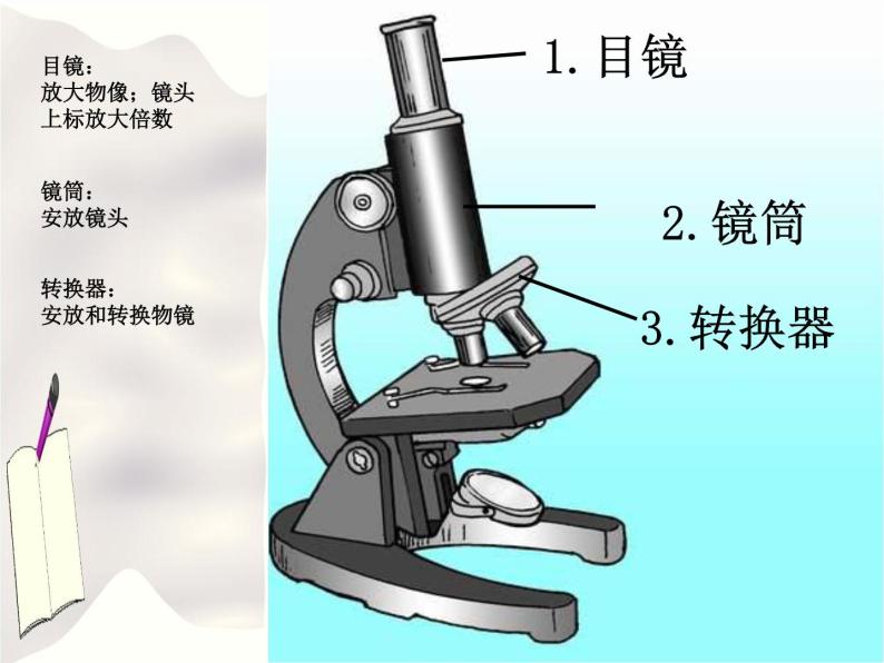 北京版七年级生物上册第二章 第二节 中学生物学实验的常用工具 课件+练习+素材02