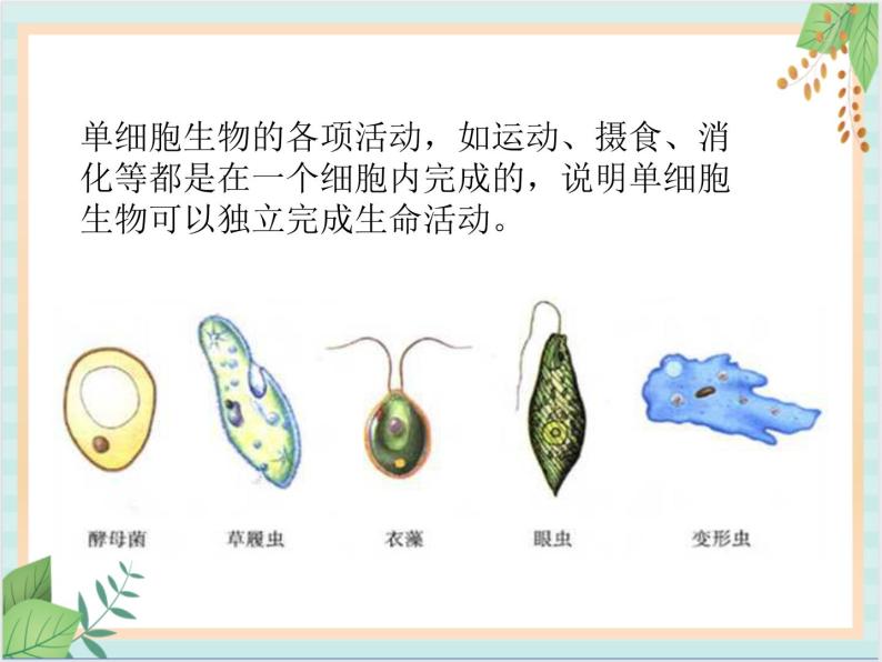 北京版七年级生物上册第三章 第二节 生物体 课件+教案+素材04