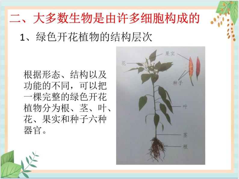 北京版七年级生物上册第三章 第二节 生物体 课件+教案+素材05