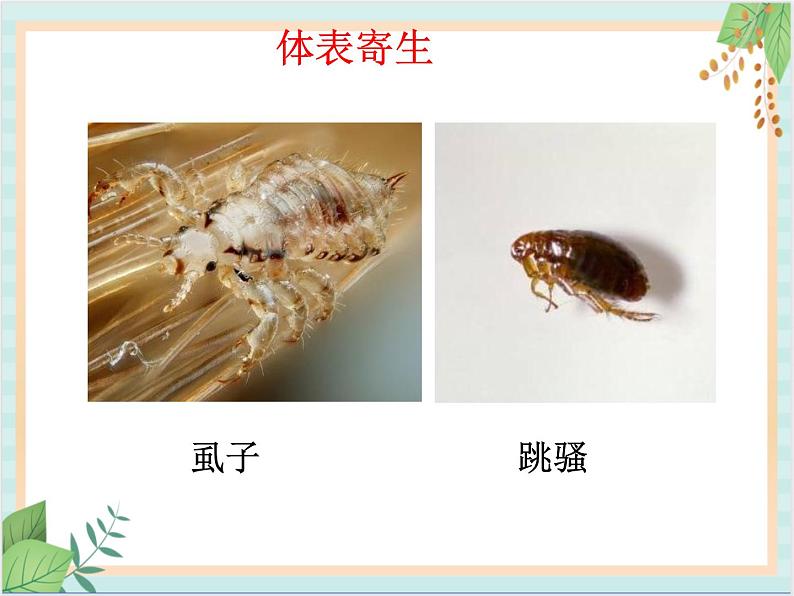 北京版七年级生物上册第四章 第四节 其他营养方式 课件+教案+素材04