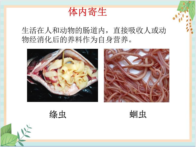 北京版七年级生物上册第四章 第四节 其他营养方式 课件+教案+素材05