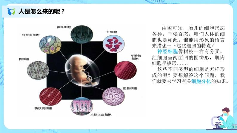 2.2.2《动物体的结构层次》（课件+教案+练习）05