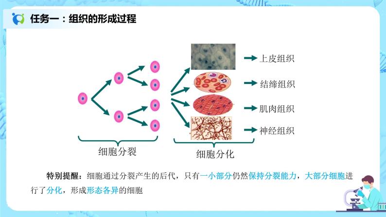 2.2.2《动物体的结构层次》（课件+教案+练习）06