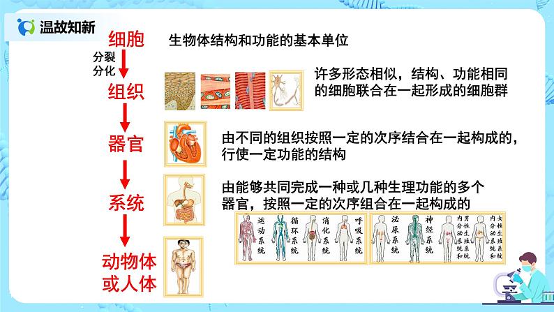 2.2.3《植物体的结构层次》(课件+教案+练习)04