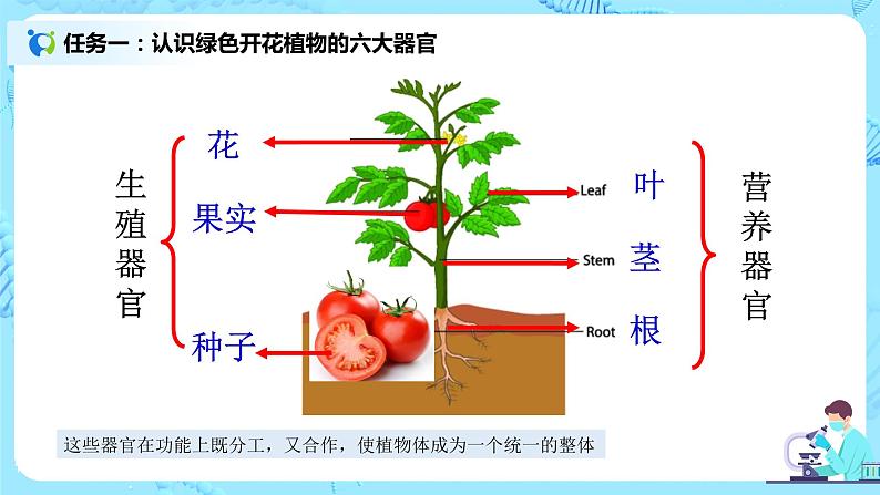 2.2.3《植物体的结构层次》(课件+教案+练习)06