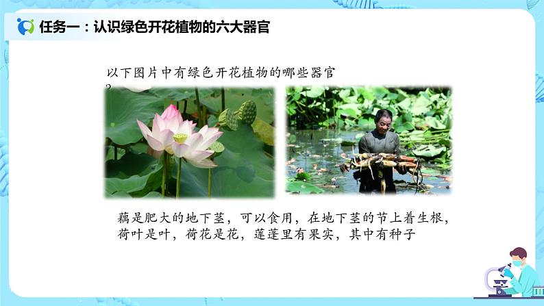 2.2.3《植物体的结构层次》(课件+教案+练习)07