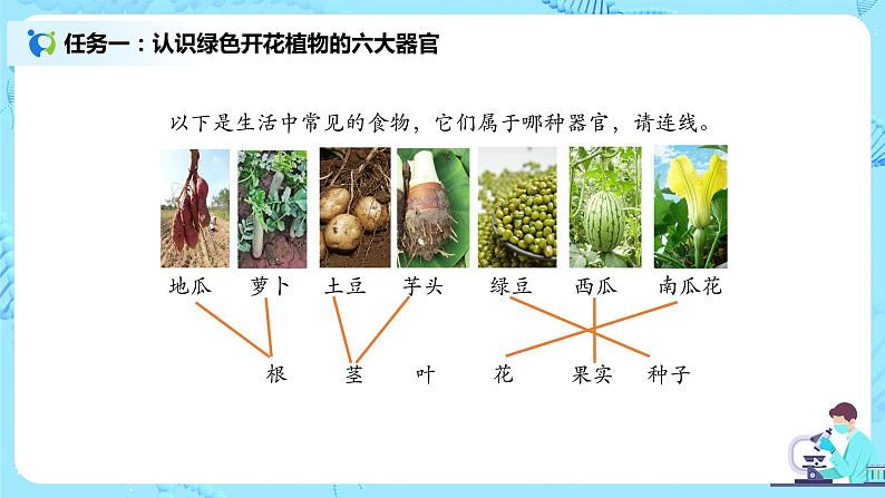 2.2.3《植物体的结构层次》(课件+教案+练习)08