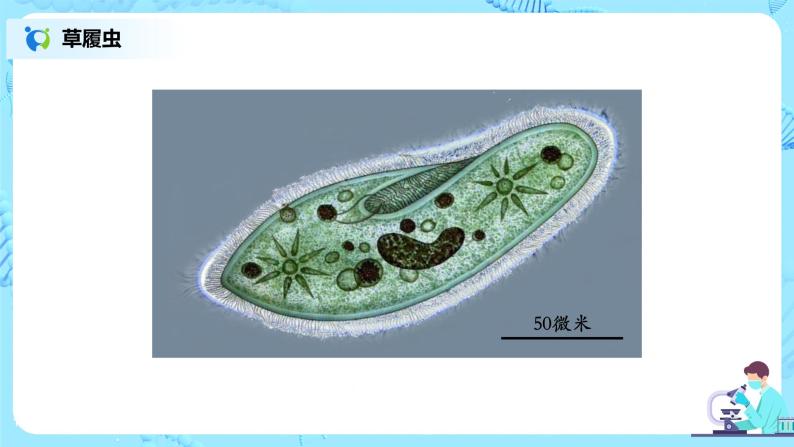 2.2.4《单细胞生物》（课件+教案+学案+练习）07