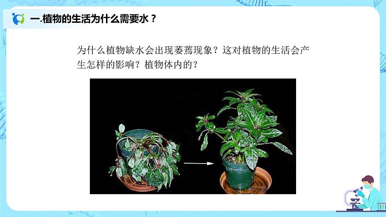 3.3《绿色植物与生物圈的水循环》(课件+教案+练习)04