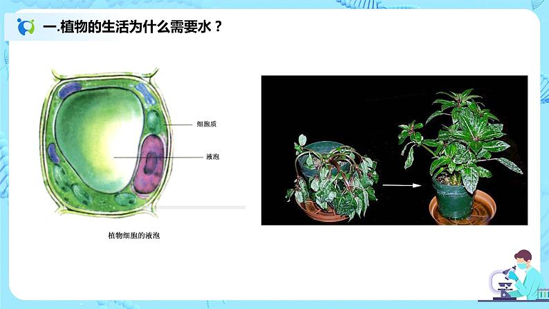 3.3《绿色植物与生物圈的水循环》(课件+教案+练习)05