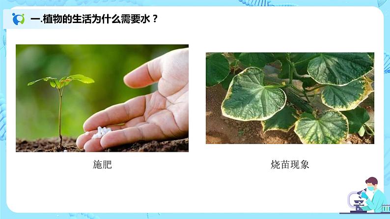 3.3《绿色植物与生物圈的水循环》(课件+教案+练习)06