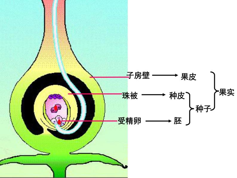 济南版生物八年级上册总复习 重要图示 课件试卷02