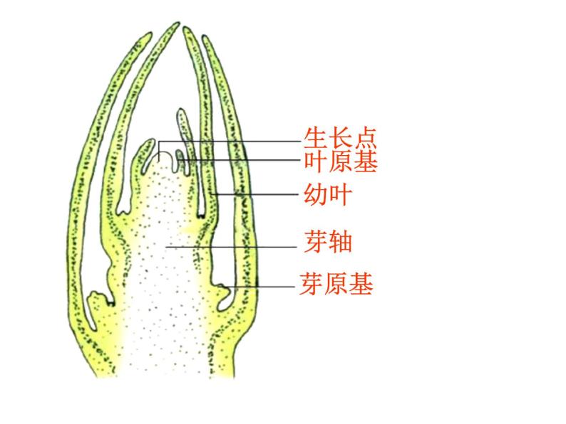 济南版生物八年级上册总复习 重要图示 课件试卷07