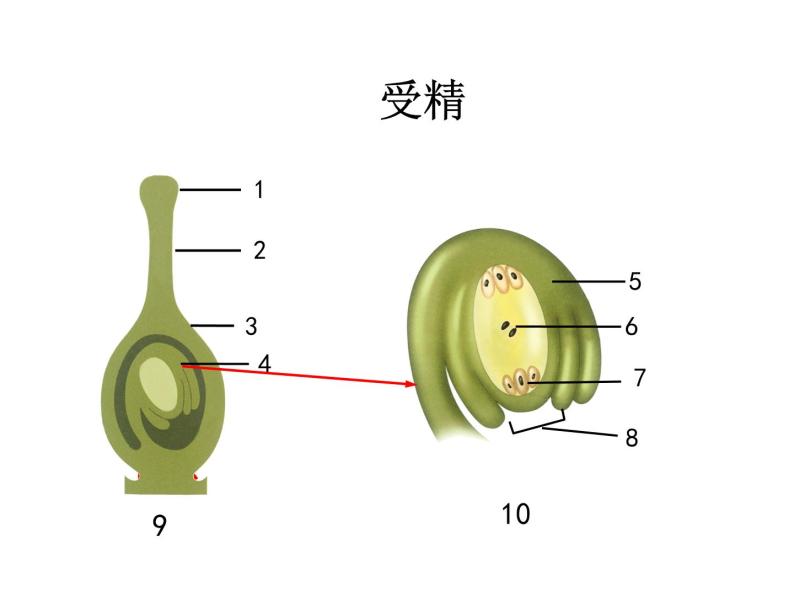 济南版生物八年级上册总复习 重要图示 课件试卷05