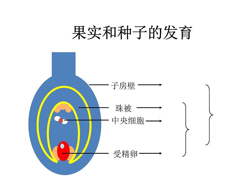 济南版 生物 八上 复习课件 重要图 空白检查第7页