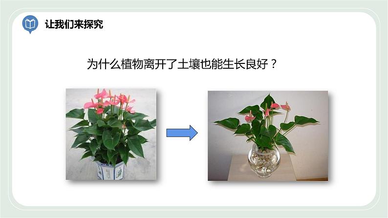4.2 绿色植物的生长需要水和无机盐 第1课时-七年级生物上册 课件+练习(苏科版)06