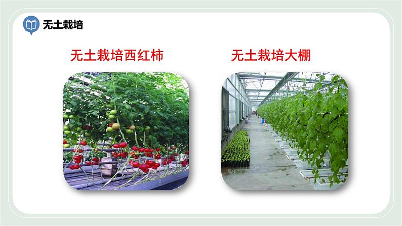 4.2 绿色植物的生长需要水和无机盐 第1课时-七年级生物上册 课件+练习(苏科版)07