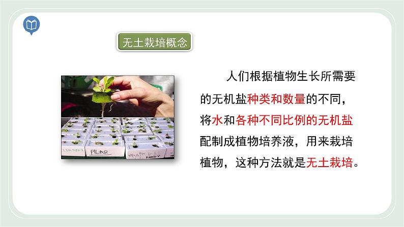 4.2 绿色植物的生长需要水和无机盐 第1课时-七年级生物上册 课件+练习(苏科版)08