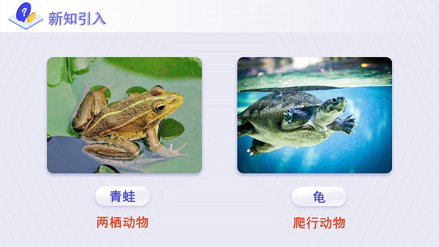 5.《兩棲動(dòng)物和爬行動(dòng)物》課件第3頁(yè)