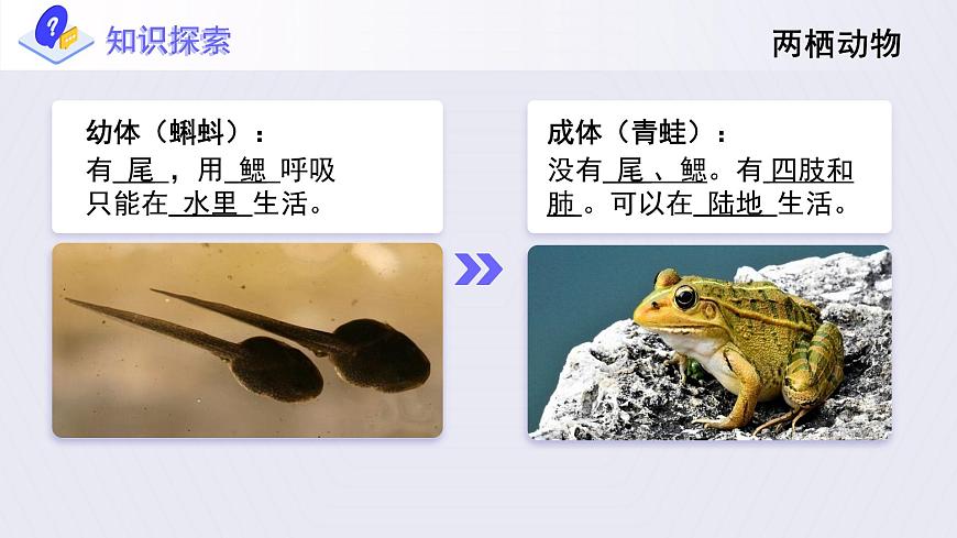 5.《兩棲動(dòng)物和爬行動(dòng)物》課件第6頁(yè)