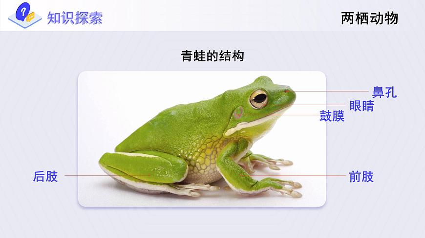 5.《兩棲動(dòng)物和爬行動(dòng)物》課件第7頁(yè)