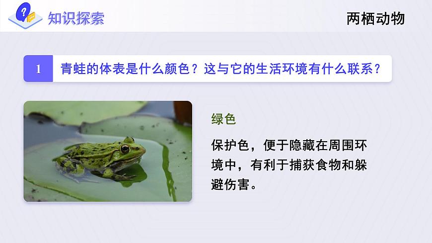 5.《兩棲動(dòng)物和爬行動(dòng)物》課件第8頁(yè)