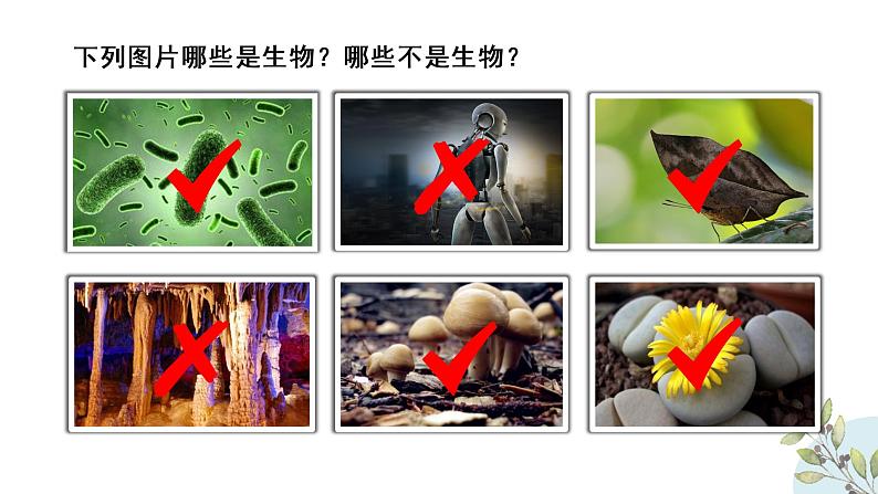 初中生物七年级上册1.1.1《生物的特征 》教学课件第5页