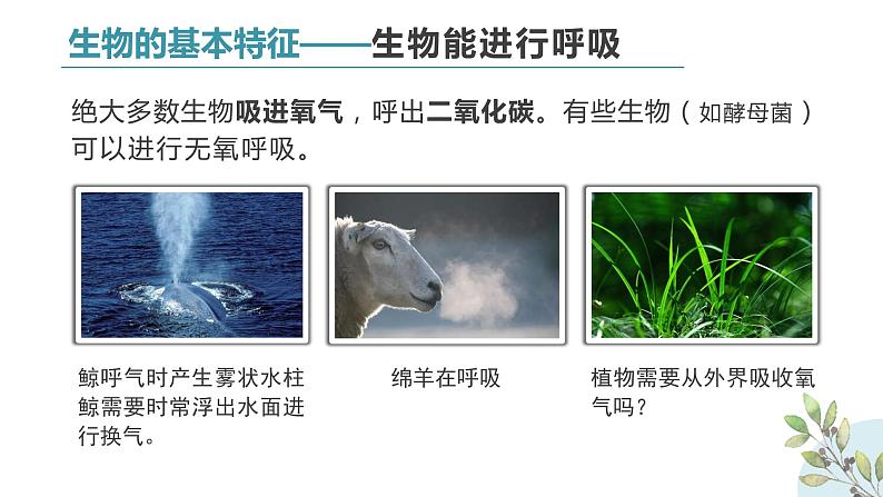 初中生物七年级上册1.1.1《生物的特征 》教学课件第8页