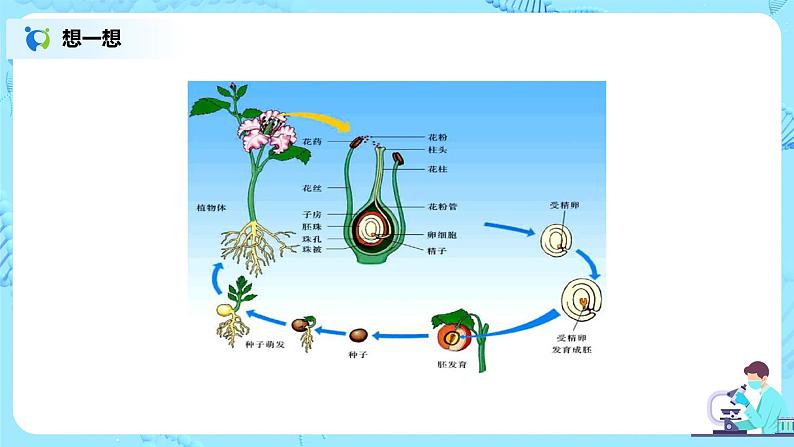 3.2.3《开花和结果》(课件+教案+练习)03