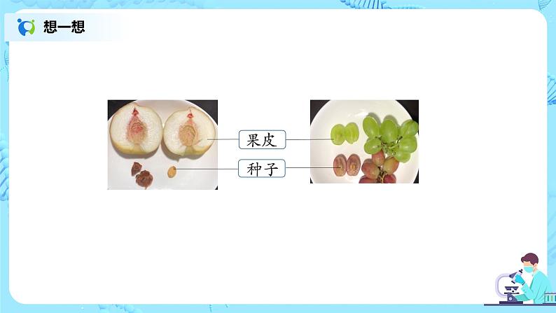 3.2.3《开花和结果》(课件+教案+练习)04