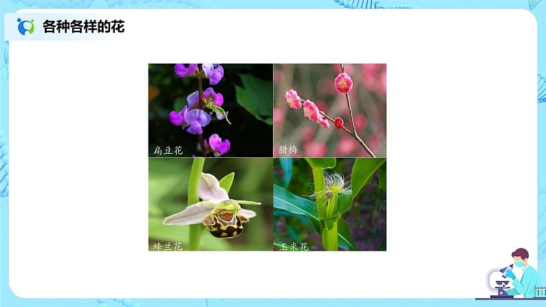 3.2.3《开花和结果》(课件+教案+练习)05