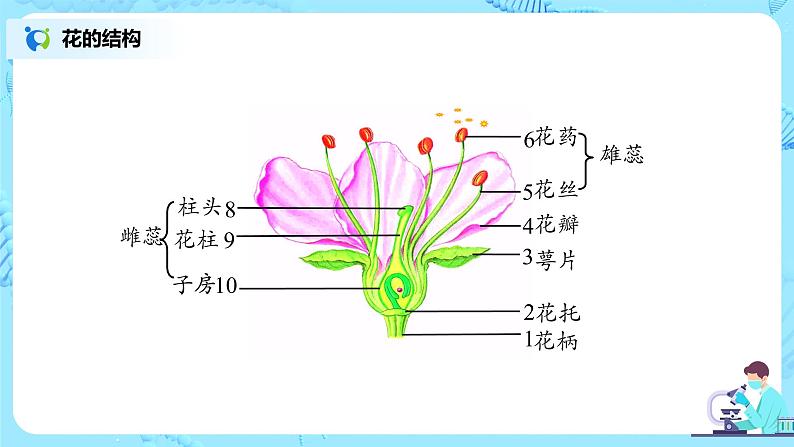 3.2.3《开花和结果》(课件+教案+练习)07