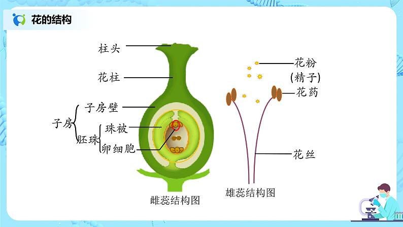 3.2.3《开花和结果》(课件+教案+练习)08