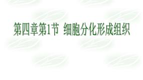 初中生物北师大版七年级上册第1节 细胞分化形成组织教学ppt课件