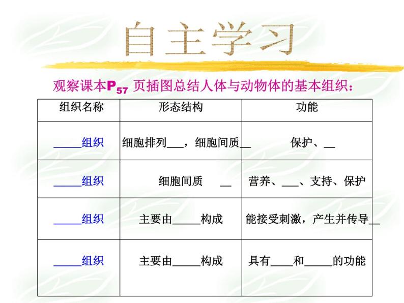 北师大版七年级上册生物  4.1 细胞分化形成组织 课件05