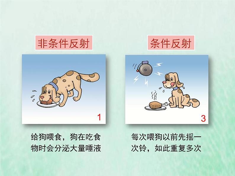北师大版七年级生物下册第4单元生物圈中的人第12章人体的自我调节第1节神经系统与神经调节第2课时反射的类型课件第5页