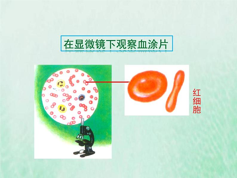 苏教版七年级生物下册第4单元生物圈中的人第10章人体内的物质运输和能量供给第1节血液和血型1课件04