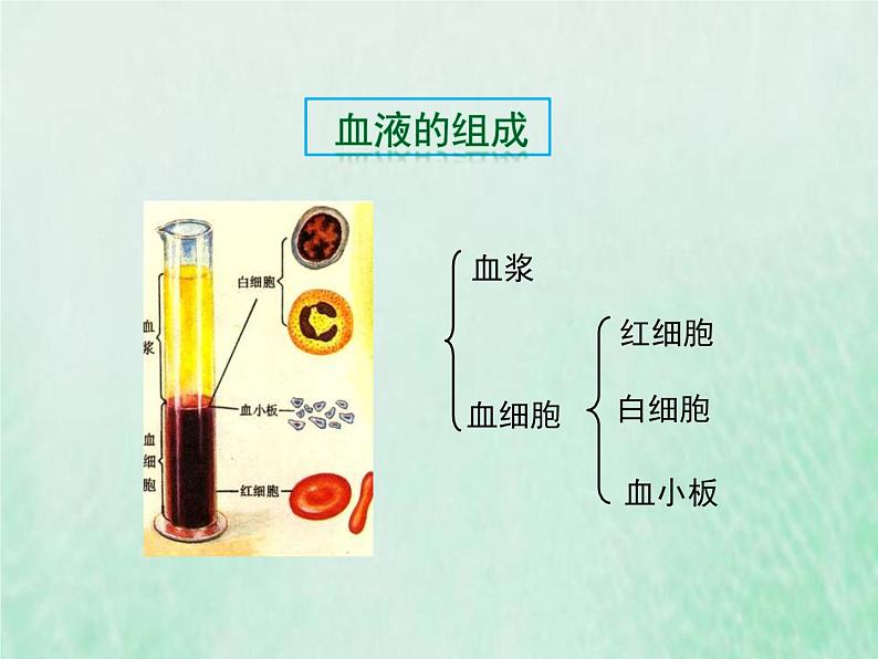 苏教版七年级生物下册第4单元生物圈中的人第10章人体内的物质运输和能量供给第1节血液和血型1课件08
