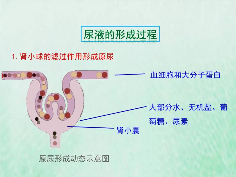 苏教版七年级生物下册第4单元生物圈中的人第11章人体内的废物排入环境第2节人体废物的排出2课件07