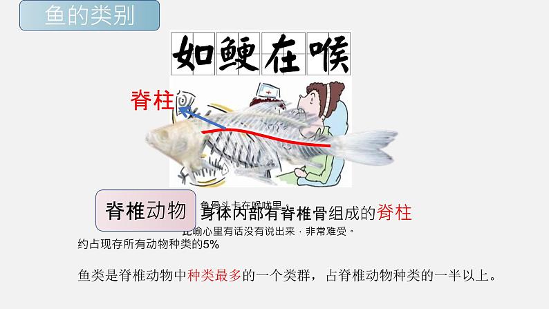 初中 初二 生物 鱼 课件04