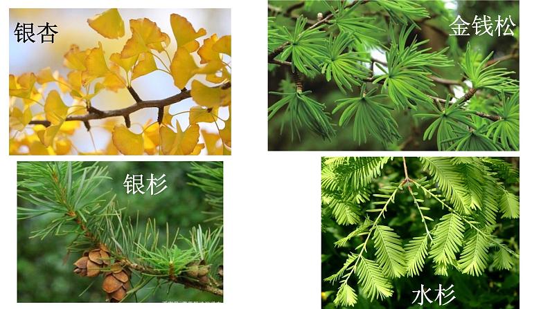 初中 初二 生物 认识生物的多样性 —授课课件第6页