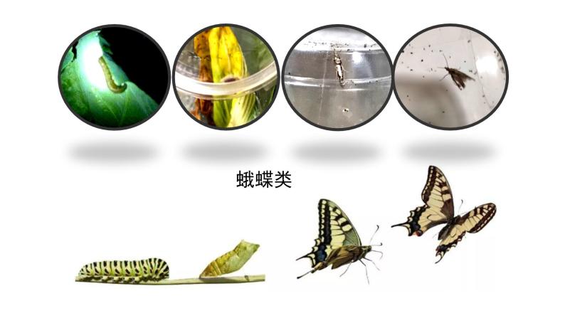 初中 初二 生物 昆虫的生殖和发育 课件05