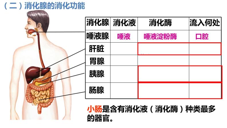 初中 初二 生物 消化和吸收（第2课时） 课件06
