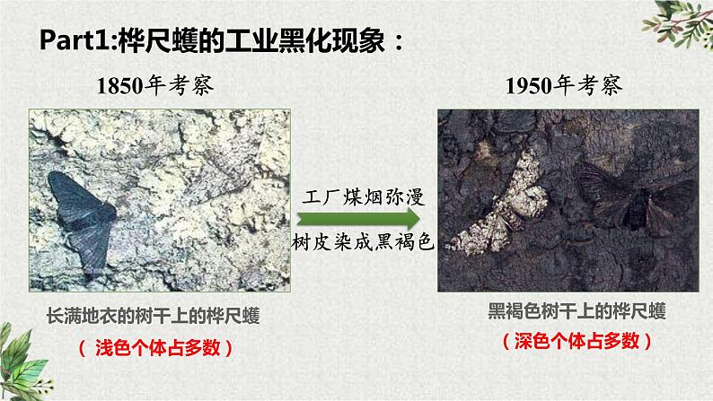 初中 初二 生物 生物进化的原因 课件05