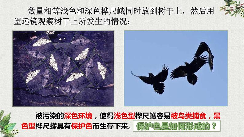 初中 初二 生物 生物进化的原因 课件07