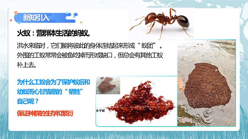 第二章第三节《社会行为》课件+教案03